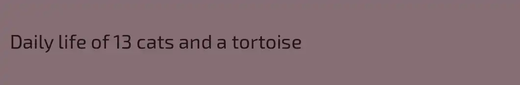 Daily life of 13 cats and a tortoise